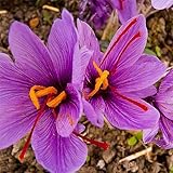 lamphle 8 piezas de bulbos de azafrán Crocus Sativus Semillas de flores Fácil de cultivar Planta de jardín en casa para plantar en el jardín