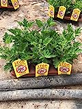 Citronela Pack 6 Plantas - Planta Aromática - Planta Natural - Maceta 13 cm ø (Pelargonio citrodorum)