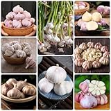 500 Piezas De Semillas De Ajo Para Plantar - Allium Sativum - Plantas Verdes, Semillas De Plantas De Interior, Jardín De Hierbas Para Balcón, Semillas De Ajo Resistentes, Ajo De Invierno, Se