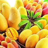 Haloppe 2 Unids Semillas de Frutas de Mango para la Plantación de Jardín en Casa, Mini Árbol Semillas Raras Frutas Plantas Bonsai Home Garden Decor
