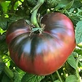 Semillas de Tomate Morado Mar Azul - Tomate Bistec Tradicional Semillas Hortícolas