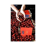 Arbol de Cerezo Picota Valle del Jerte con D.O.P de Viveros la Berrocosa Medida Maceta 22 cm Altura aprox.de 1,30 m. Cereza Roja