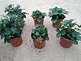 Pack 6 Plantas Naturales del huerto (Fresas) maceta de 13 cm