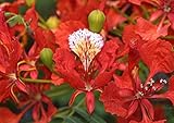 Delonix Regia - Royal Poinciana - Bonsai Tree & Semillas de plantas tropicales raras (10)