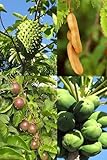 Lote de semillas de 4 arboles tropicales (Papaya, Maracuya, Guanábana, Tamarindo)