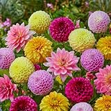 FLORIUM - Colección Grandpack de dalias (10 bulbos gigantes) | Mezcla exclusiva de Holanda | Decoración perenne robusta para jardín, balcón, parterres (sin semillas, no resistentes)