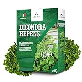 LERAVA® Dichondra repens semillas [No es necesario cortar] - 20m² - Resistencia a la sequía - Semillas cesped de dichondra ideales para zonas sombreadas y soleadas - Semillas de cesped - 200g