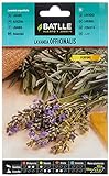Semillas Batlle - Lavanda OFFICINALIS, Color Morado
