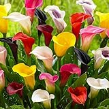 Lirios cala, colección de 10 bulbos, 5 variedades, 2 de cada color, ideal para macetas y jardines, mezcla de bulbos de flores de Holanda (no es semilla, no es artificial, fragante).