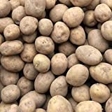 Portal Cool Swift Swift: Las patatas de siembra de la semilla certificada - (Clase E) Primera temprana
