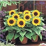 VISTARIC `200 semillas de girasol enano mini-serie de semillas de girasol girasol altura 40cm semillas de flores