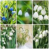 20 bulbos de campanillas de invierno - plantas en macetas extremadamente resistentes, Galanthus nivalis, regalo para regalos para el jardín, bulbos de flores de primavera, pasto de