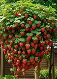 Fresa trepadora - Arbusto de fresas (5 plantas rojas) - Ideal para balcones, terrazas, pequeños jardines - Apto para macetas y terreno abierto
