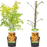 Acer palmatum 'Orange Dream' | Arce de Japón Planta de jardín de hoja caduca Arbusto en maceta