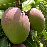Mango planta - Maceta tubo - Altura total aprox. 1m. - Planta viva - (Envío sólo a Península)
