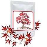 20 Semillas rojo Arce Japonés - (Acer palmatum atropurpureum) - Puede ser cultivado como árbol o como bonsái