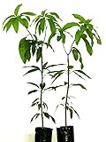 Árboles de Mango | Pack 2 Plantas | Mangifera Indica | Miden ± 130cm de Altura | Árboles Frutales