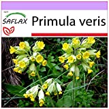 SAFLAX - Primavera - 100 semillas - Primula veris
