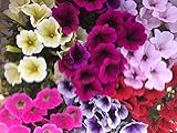 Petunia,Surfinia Pack 6 plantas 14 cm ø - Vipar Garden 11