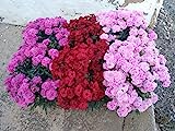 Clavel Peman Pack 6 Plantas Naturales maceta de 13 cm