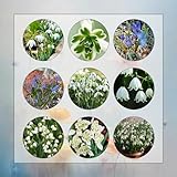 Galanthus Nivalis - 10 Piezas de Campanilla de Nieve Comprar - Galanthus Nivalis - Regalos sostenibles, decoración de plantas, campanilla de nieve, cebolla, tubérculos, flores de regalo, decoración de