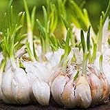 lamphle 50 Unids Gigantes Semillas de Ajo Hogar Jardín Granja Plantación Vegetal Nutritivo Planta Flor Árbol Frutal Semillas Vegetales Semillas de ajo