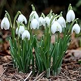 Luojuny Semillas de campanillas, 300 Unids/Bolsa Forma de Campana Semillas de Galanthus Nivalis Ornamental Alta germinación Paisajismo Semillas de campanillas para el hogar Semilla