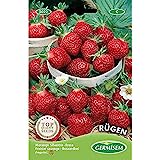 Germisem Rügen Semillas de Fresa 0.3 g, EC5022