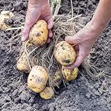 50 piezas semillas de patata, patatas de siembra Las plantas de sombra son resistentes patatas de siembra patatas de siembra variedades antiguas de patatas de siembra semillas vegetales