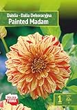 AGRONOM | Dalias - PAINTED MADAM | Bulbos de flores perennes | Flores Mezcla | Se cultivan en jardines de flores, macetas, se plantan en céspedes en flor | Paquete de 1 bulbos de flores