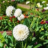 Dalias Bulbos De Flores Resistentes Bulbos De Ornamentales Perennes Flores Frescas Dalias Resistentes Plantas En Macetas Plantas De JardíN Decoraciones De JardíN 2 TubéRculos De Dalia (Blanco)