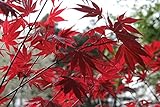 Semillas de Arce Japones (Acer Palmatum) (30)