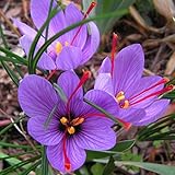 OFERTA 100 BULBOS SATIVUS de azafrán Crocus