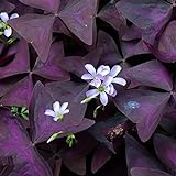 10 bulbos oxalis triangularis planta de interior hojas de trébol trébol de la suerte - serie de plantas raras - bulbos de flores de primavera macetas plantas de interior exóticas plantas balcón