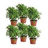 Verdecora Pack 6 Geranios Antimosquitos - Citronella Plantas naturales en maceta de Ø15cm (altura total aproximada 20cm)