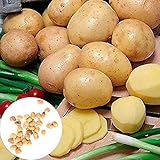 Benoon Semillas De Patata, 10 Piezas/Bolsa Semillas De Patata Semillas De Hortalizas De Patatas Doradas Para El Hogar Semillas de papa