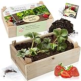 Hinrichs Greens Set de Cultivo de Fresas - Plantas de Fresas con Caja de Madera - Incluye Semillas, Tierra de Cultivo y Bolsa de Frustrar - Kit de Cultivo Niños - Mini Set Jardín Balcón Autocultivo