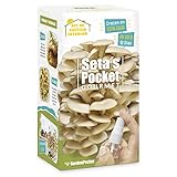 SETAS POCKET - Kit de SETAS AUTOCULTIVO - Cultivar setas en casa en solo 10 días.