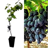 Parra Injertada de uva sin semilla. En maceta. Negra Autum Royal. Segura Garden. Frutos sabrosos sin molestias, ideal para disfrutar uvas sin semillas