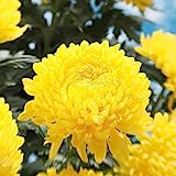 Haloppe 300 Unids Flores de Crisantemo Semillas de Plantas para la Plantación de Jardín en el Hogar, Semillas de Flores Semillas de Crisantemo Amarillo Natural para Jardín Amarillo