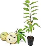 DECOALIVE Árbol Frutal Natural de Chirimoyo Annona Cherimola Planta Tropical, 8435712005555