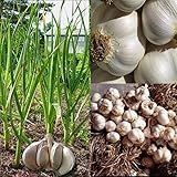 Generic Semillas de ajo, 50 piezas de semillas de ajo gigantes Home Garden Farm Planting Planta vegetal nutritiva Semillas de ajo