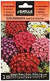Semillas Batlle Reina Marg. ENANO flor crisantemo