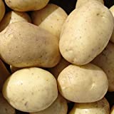 Portal Cool 20: Las patatas de siembra Wilja - Certificado escocesa de Semillas (Clase E) Segundo temprana