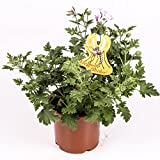 Citronella - Planta antimosquitos - Maceta 15cm. - Pelargonium Citrodorum/Graveolens - Planta Aromática - Planta viva - (Envíos sólo a Península)