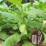 clifcragrocl Semillas orgánicas de Virginia de Tabaco Heirloom Semillas de Plantas Frescas Fácil de Cultivar