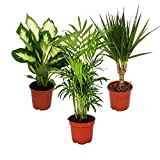 Indoor Plant Mix II Set of 3, 1x Dieffenbachia, 1x Chamaedorea (Mountain Palm) 1x Dracena Marginata (Dragon Tree), 10-12cm Pot