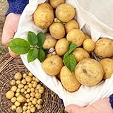 100 piezas Semillas de patata(patata), Semillas en crecimiento, fáciles de plantar. Decoración de balcón, colorida. jardín decorativo, patatas de siembra regalos, plantas decorativas