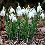300 Unids Forma de Campana Galanthus Nivalis Semillas Ornamental Alta Germinación Paisajismo Semillas de Campanilla Blanca para el Hogar Semilla