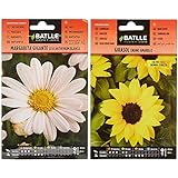 Marg. Gigante blanca Leucantemum & Girasol enano amarillo